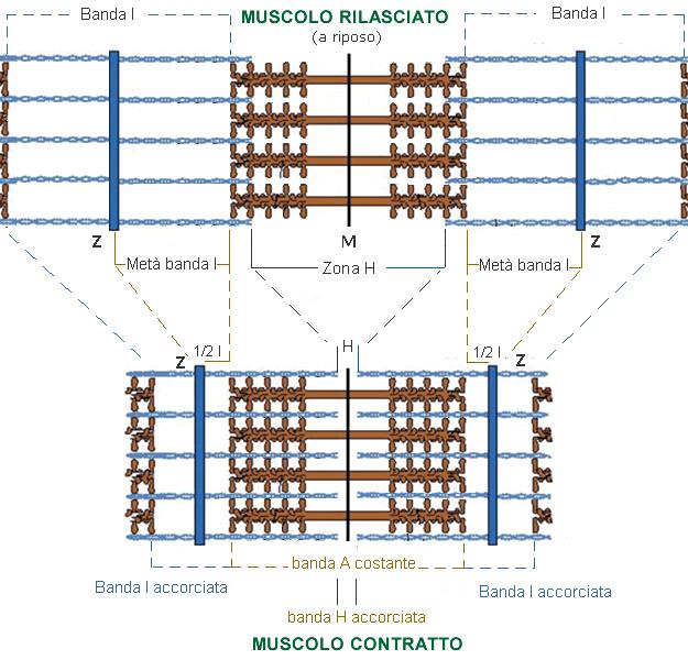 Tra le varie miofibrille ci sono i mitocondri. Sincizio: cellula polinucleata derivata dalla fusione di più cellule nucleate. L unità morfologica è il sarcomero.