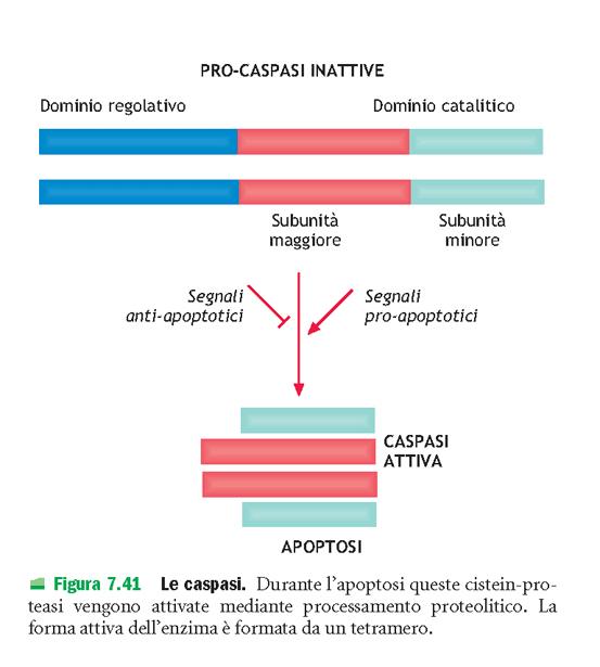 LE CASPASI Sono presenti nella cellula