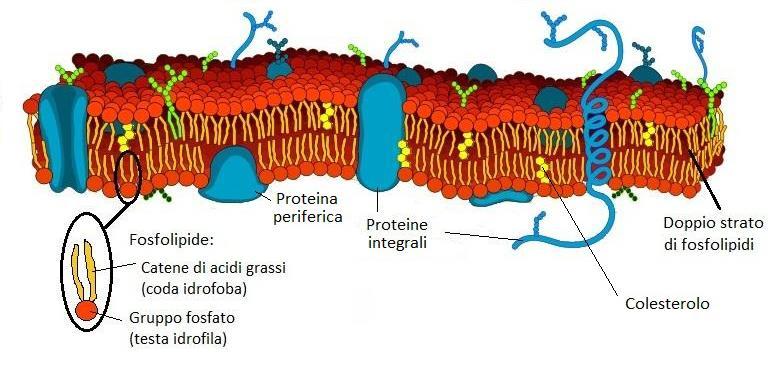 La struttura delle membrane biologiche Le membrane cellulari sono formate da un doppio strato fosfolipidico dove si trovano varie proteine, che possono essere: periferiche: si trovano solo