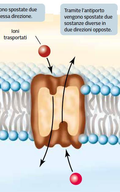 uniporto, la proteina di trasporto trasferisce una sola sostanza in un unica direzione. 2.