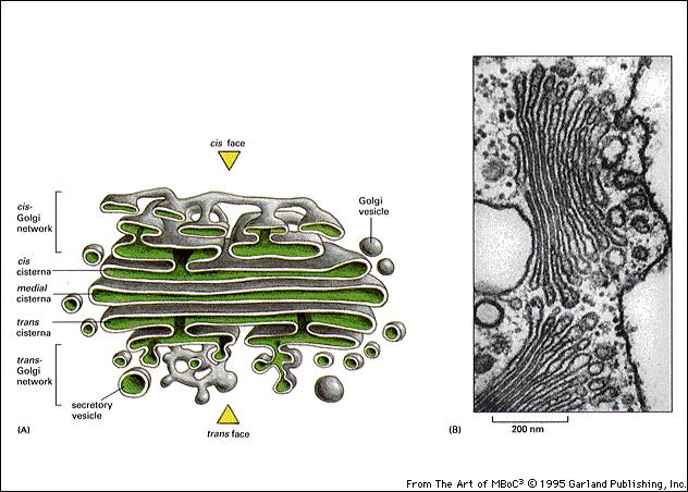 Ciascuna pila del Golgi ha due facce