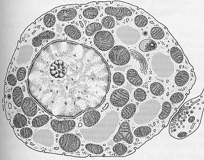 T. Adiposo bruno (animali in