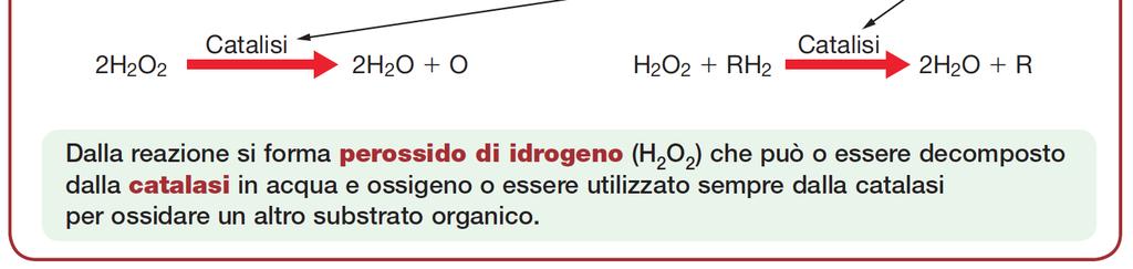 Funzioni dei perossisomi Detossificazione diverse molecole nocive ingerite (alcol etilico, alcol metilico, fenoli, nitriti) o prodotte nella cellula (specie reattive