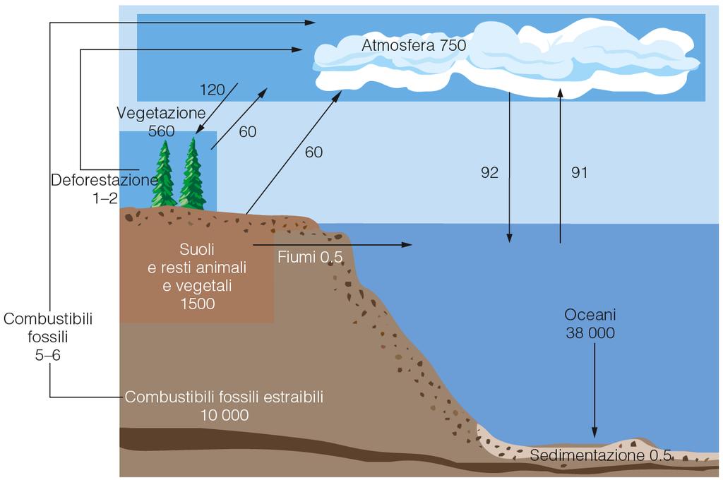 Il ciclo del carbonio a scala globale Sostanza organica vivente nel mare