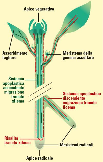 A rischio divieto Altri diserbanti