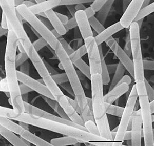 Lactobacillus bulgaricus Omofermentante Fermenta glucosio e lattosio Produce acido lattico