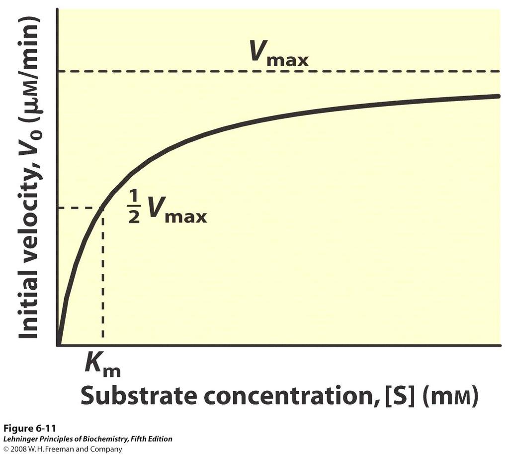 v 0 (μm/min) Equazione di Michaelis-Menten v 0 = Vmax [S] Km + [S] La velocità iniziale della reazione enzimatica dipende dalla [S] in modo iperbolico ed è correlata alla Vmax (= k 2 [E] tot ) e alla