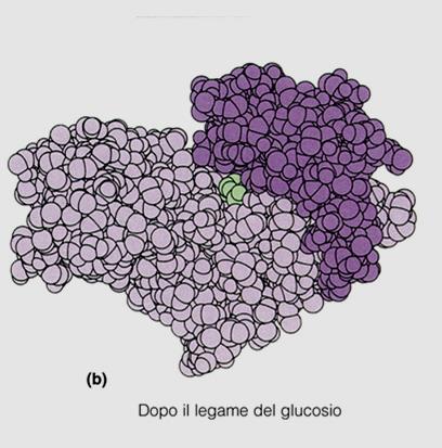 transizione del substrato e presentando ad esso i suoi gruppi catalitici.