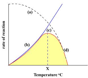 velocità di reazione Effetto della temperatura sulla velocità di una reazione enzimatica La velocità di reazione aumenta all aumentare della temperatura sino a raggiungere un valore massimo