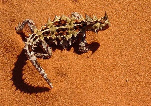 Moloch horridus