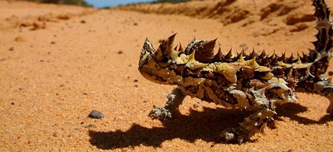 Kalbarri National