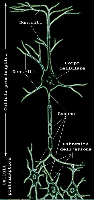 COS E IL NEUROIMAGING MEDICO-NUCLEARE L Informazione dell Imaging funzionale e bio-molecolare è una informazione sensibile?