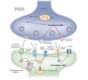 Linee Guida e NEUROIMAGING Funzionale Concetto 2. DOVE colpiscono i processi di invecchiamento e le malattie neurodegenerative La sinapsi sensibile.