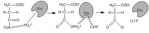 Prodotto: Succinato, Coenzima-A Enzima coinvolto: Succinil-CoA sintetasi La quinta reazione avviene al livello del substrato.