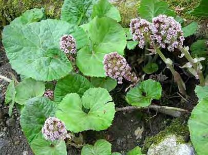 Petasites