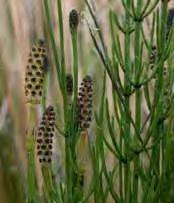 Equisetum