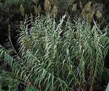 Arundo