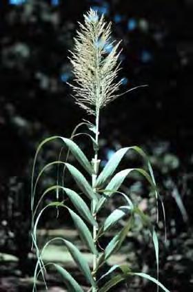 (Poaceae)