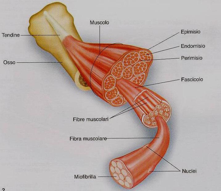 La struttura muscolo tendinea e ossea Ogni muscolo è formato da un numero