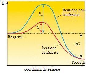 Velocità delle reazioni CATALIZZATORI sostanze che, aggiunte ad una reazione chimica, AUMENTANO la velocità di reazione senza essere consumati durante la reazione stessa.