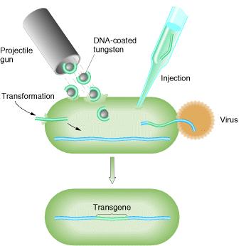 Sistemi di trasferimento genico Trasformazione (microoorganismi) Trasfezione (eucarioti) Infezione (se il vettore è un virus)