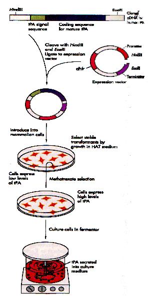 Espressione in cellule di