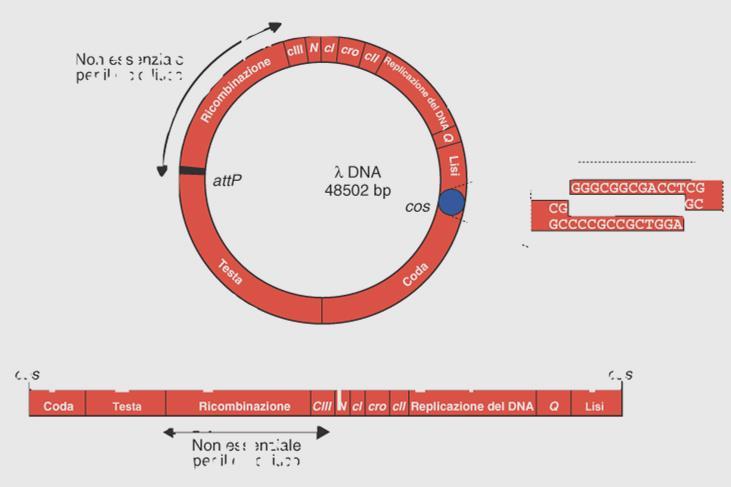 Fago lambda Non essenziale per il ciclo litico La mappa genetica del fago comprende circa 40 geni che possono essere suddivisi in tre gruppi funzionali: -a sinistra, comprende i geni che codificano