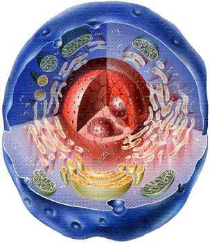 Lisosomi e vacuoli I lisosomi contengono enzimi (acceleratori delle reazioni biologiche) responsabili della digestione di numerose molecole inutili o