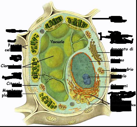 Vacuolo centrale Un grosso vacuolo centrale, ossia una cavità delimitata da una membrana e piena di un liquido detto succo vacuolare,