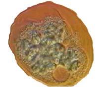 Cellule eucarioti Sono le cellule più evolute, tipiche dei protisti, dei funghi, degli animali, dei vegetali;