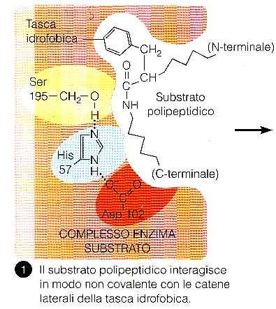 Meccanismo catalitico Phe buco dello ossianione La Ser
