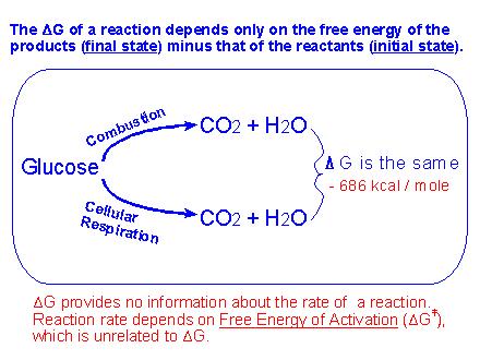 Il G di una reazione dipende solo dalla differenza di energia libera dei prodotti (stato finale) e