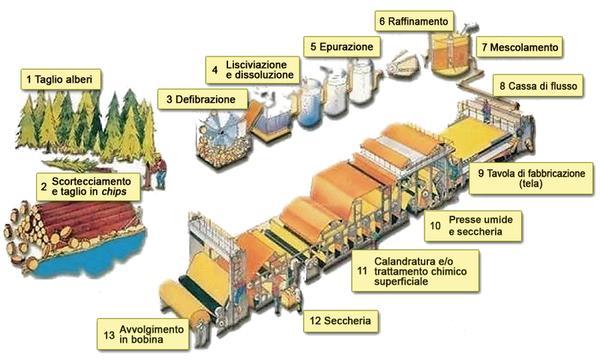 Le foreste svolgono un ruolo fondamentale nella regolazione della vita: producono grandi quantità di