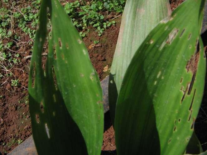 Aspidistra elatior Theba