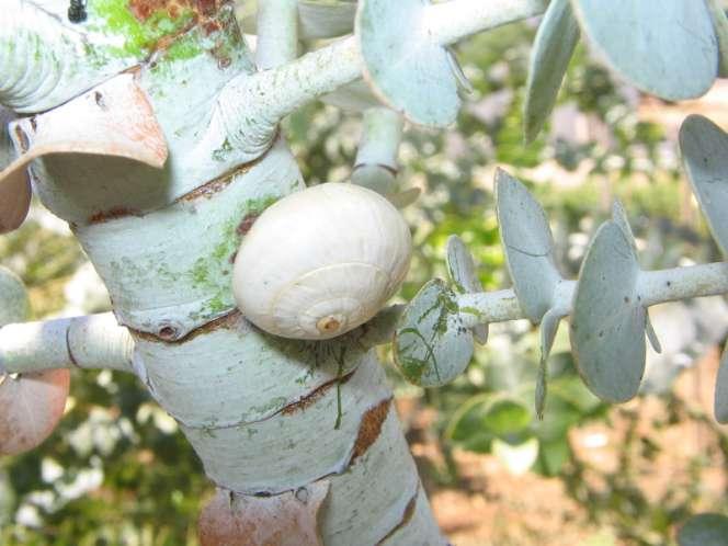 Eucalyptus pulverulenta,