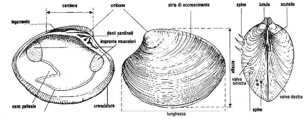 12 LA CONCHIGLIA DEI BIVALVI.