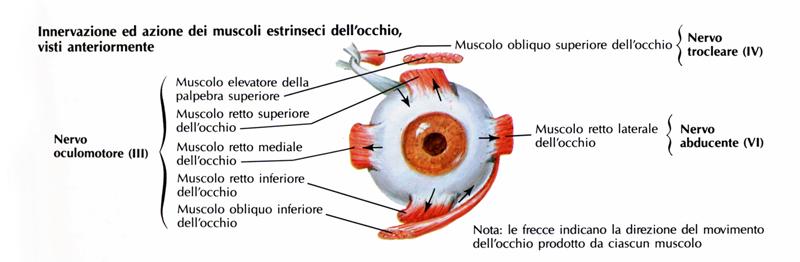 Nervo motore somatico e SNA Nervo abducente Innerva il muscolo retto laterale dell occhio Origina