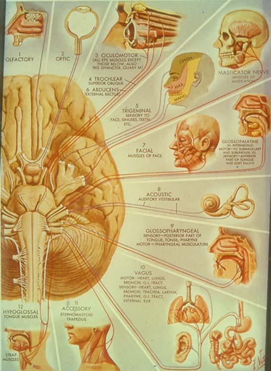 12 paia di nervi encefalici I (n. olfattivo): telencefalo II (n.