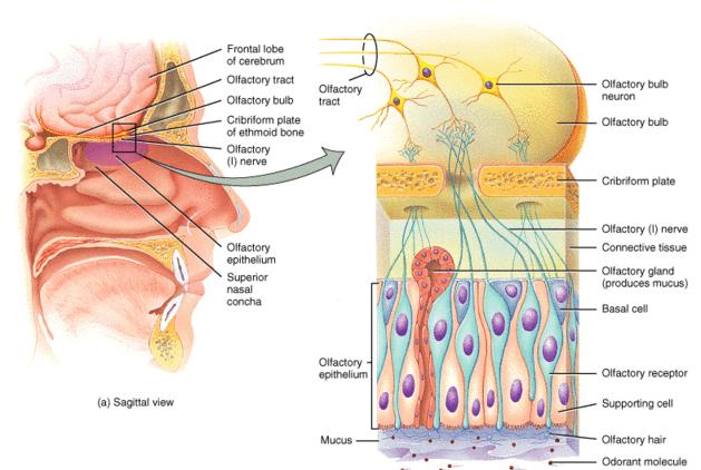 Nervo olfattivo Nervo sensitivo Deputato alla trasmissione degli stimoli olfattivi Origina dalle cellule