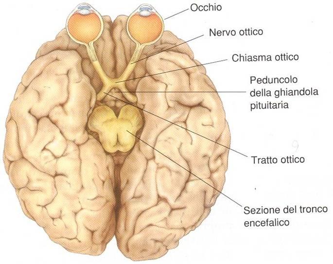 Nervo ottico Nervo sensitivo Deputato alla trasmissione degli