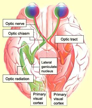 Nervo ottico Entra nel cranio attraverso il foro ottico.