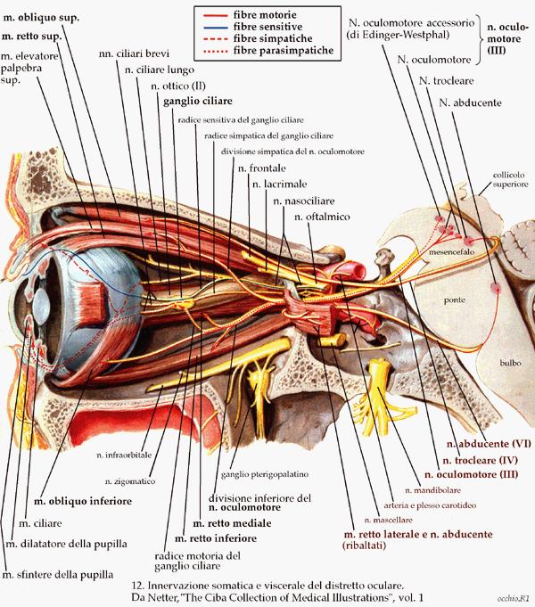 Innervazione dei muscoli estrinseci dell occhio