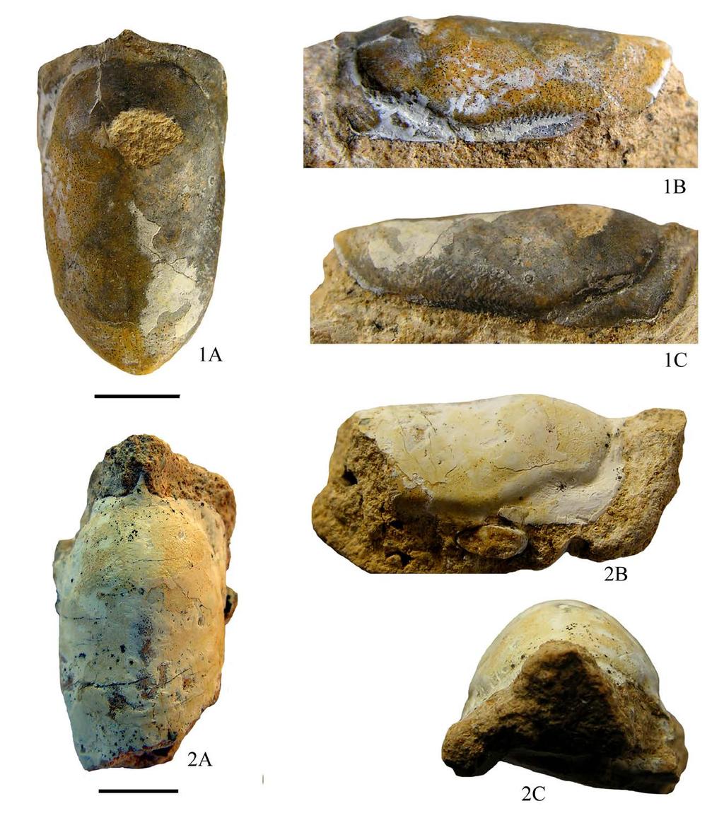 36 / Proxilianira albertii n. gen., n. sp. (Brachyura, Raninidae) Fig. 4 - Proxilianira albertii n. gen., n. sp., 1. es. MCV.16/01-I.G.