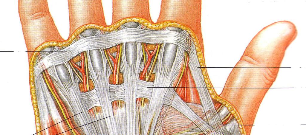 1) si origina al polso e arriva sino alle dita, a forma di vela triangolare.