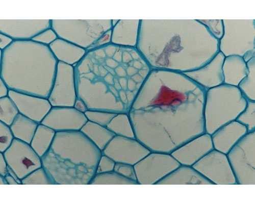 Entrambi questi tipi di cellule sono caratterizzati dalla presenza di pori nelle pareti cellulari che consentono la comunicazione tra cellule.