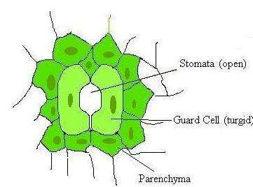 Normalmente l epidermide è formata da un solo strato di cellule, tuttavia in alcuni casi l epidermide può essere pluristratificata per speciali funzioni quali riserva, ritenzione idrica, protezione