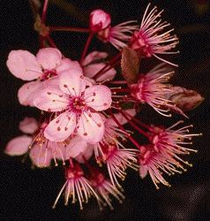 Spermatofite (Angiosperme) Circa 130 milioni di anni fa apparve l ultima innovazione morfologica che ovviamente causò grandi cambiamenti: la comparsa del fiore.