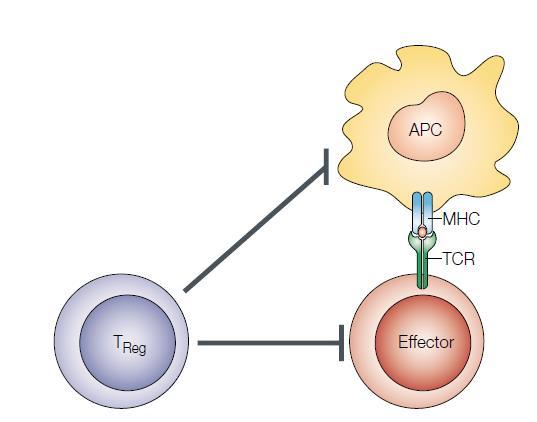 (Tregs) are