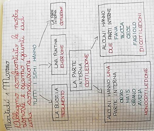 Abbiamo confrontato le nostre risposte e siamo giunti ad una conclusione Tutti i semi hanno la buccia che si chiama TEGUMENTO Alcuni si somigliano (grano, farro, orzo, avena ) Tutti hanno un embrione