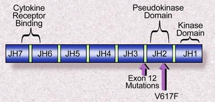 a livello esone 12 - Gain-of-function mutation proteina mutata viene inattivata in minor misura e quindi transduce più efficientemente il segnale indotto dal legame dei fdc ai loro